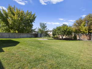 View of fenced backyard Summer 2025