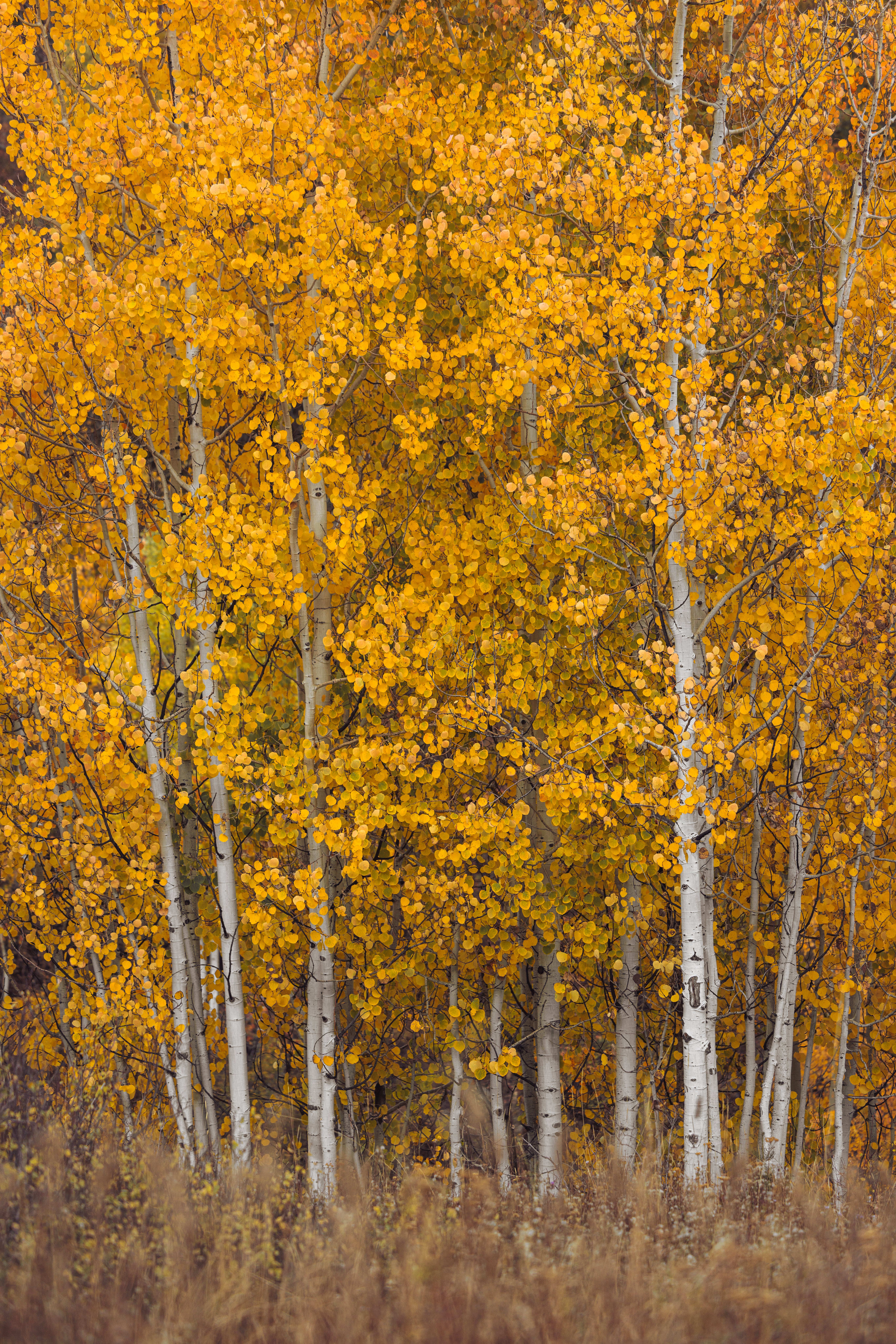 View of nature