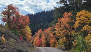View of tree filled area