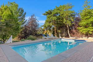 Swimming pool with a diving board, a patio, and view of wooded area