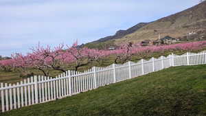 View of mountain backdrop with season orchard in full bloom.