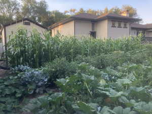 Summer 2025 vegetable garden