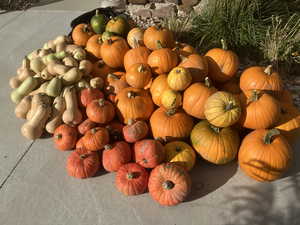 Summer 2025 vegetable harvest