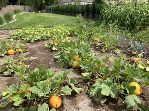 Summer 2025 vegetable garden