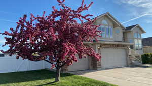 Beautiful Crabapple Tree