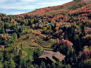 Drone / aerial view of a forest