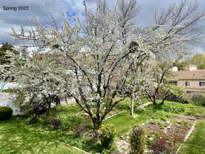 Several fruit producing fruit trees