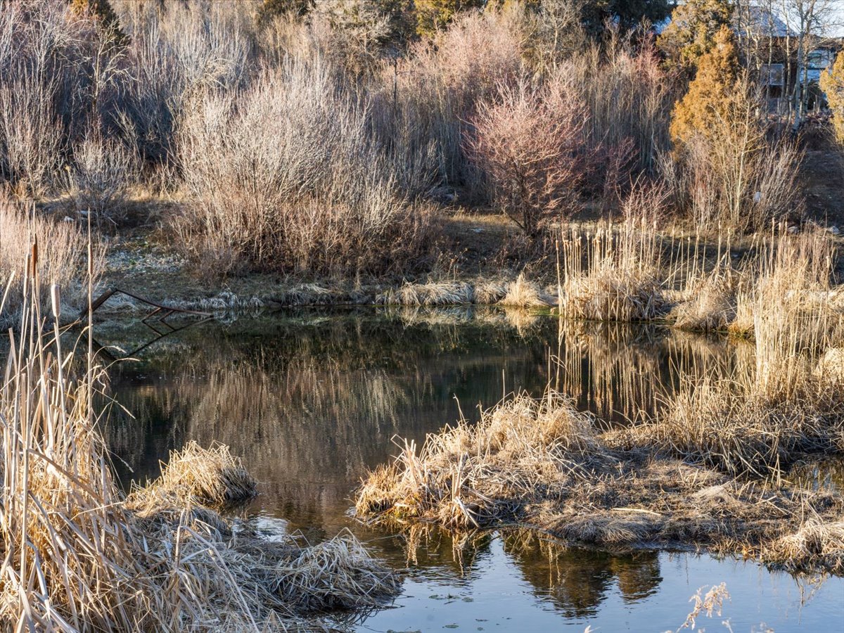View of local wilderness featuring a large body of water