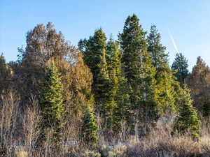 View of local wilderness