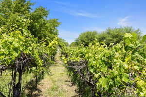 View of local wilderness with farmland and rural landscape