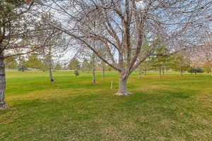 View of grassy yard