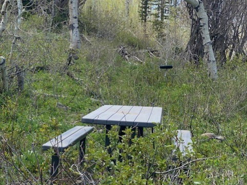 Outdoor picnic table and benches, tire swing surrounded by natural foliage