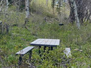 Outdoor picnic table and benches, tire swing surrounded by natural foliage