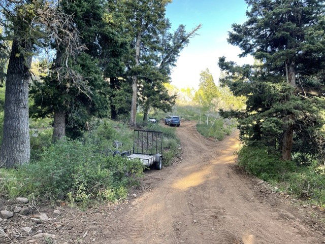 Natural wooded setting featuring a dirt road and abundant evergreen trees