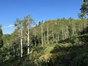 View of tree filled area