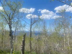 Expansive natural landscape featuring a clear blue sky, distant hills, mature trees, and dense ground foliage