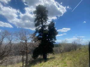 Expansive parcel featuring a gentle slope with established evergreen Samson Tree w wood bench