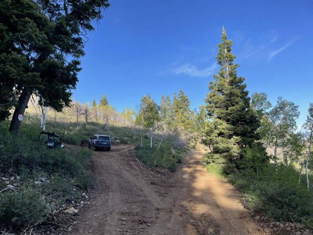 Dirt road surrounded by mature trees and natural vegetation under a clear blue sky