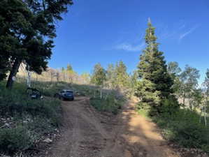 Dirt road surrounded by mature trees and natural vegetation under a clear blue sky