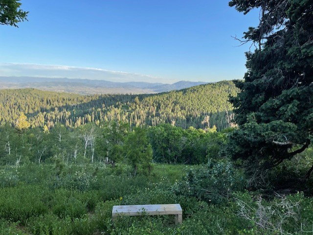 Mountain view featuring a forest