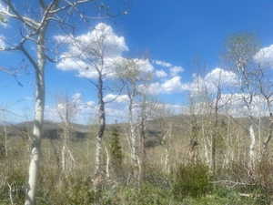 Expansive natural landscape featuring a prominent blue sky with white clouds, multiple mature trees with light-colored bark, and varied green foliage