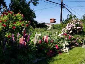 View of the backyard when flowers are in bloom