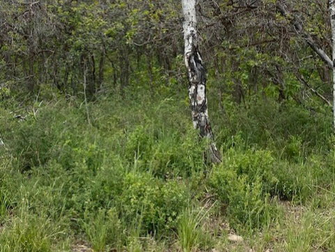 Wooded lot featuring mature deciduous trees and varied undergrowth