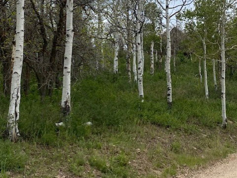 Wooded lot featuring mature aspen trees and varied foliage