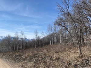 View of local wilderness