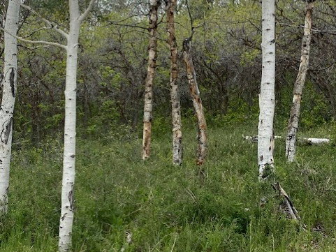 Natural landscape featuring a stand of aspen trees with distinctive white bark, surrounded by green undergrowth and lush foliage