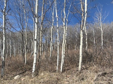 View of undeveloped land
