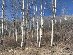 View of undeveloped land