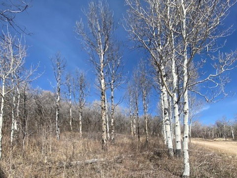 View of local wilderness