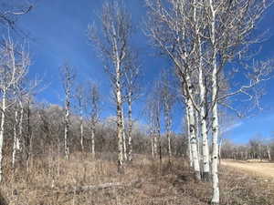 View of local wilderness