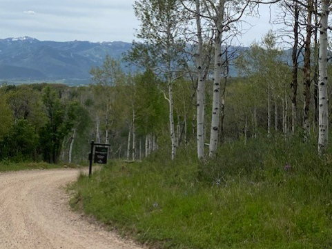 Expansive natural setting featuring a dirt road and mature aspen trees
