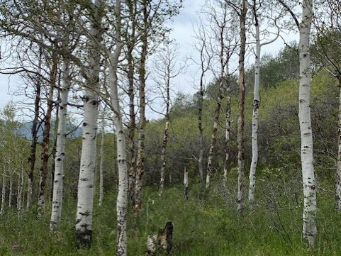 Wooded parcel featuring numerous mature trees, lush green ground cover, and natural clearings