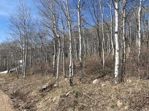 View of local wilderness