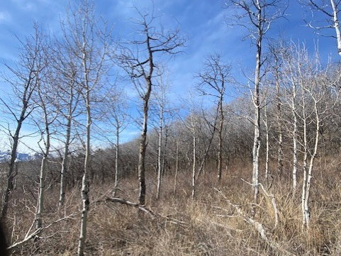 View of nature