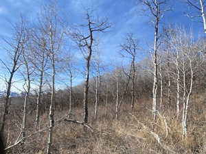 View of nature