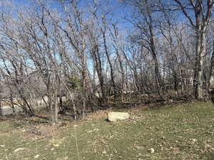 View of local wilderness