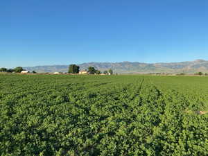 View of mountain background with rows of crops and rural landscape
