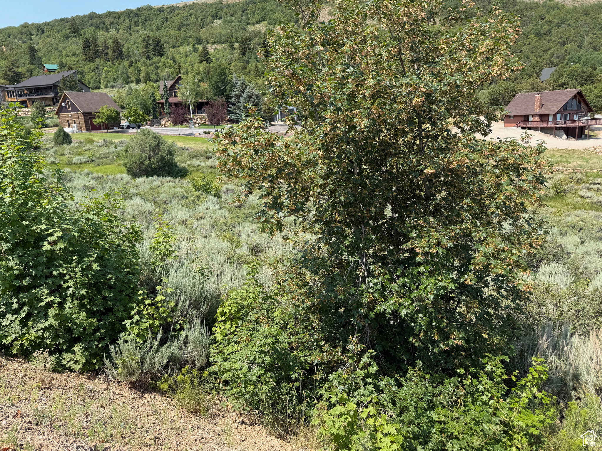 Bird's eye view of a heavily wooded area