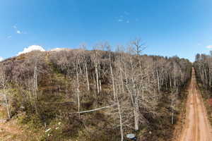 View of local wilderness