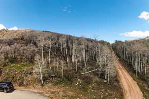 View of tree filled area