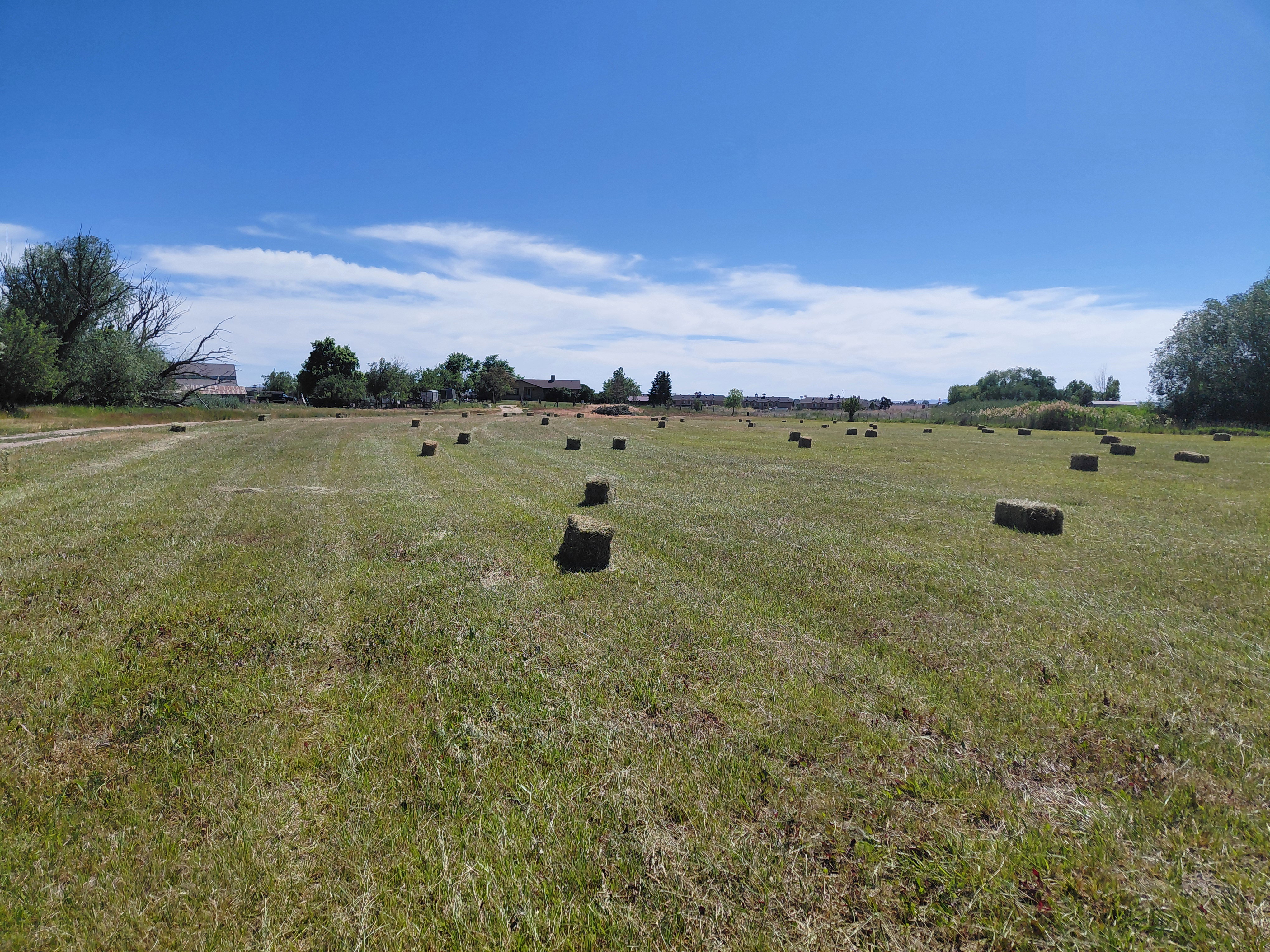 Expansive green field with natural surroundings, first cut of field hay yielded 70 bales