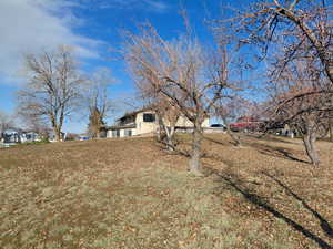 View of grassy yard with apple and maple trees to the east of home