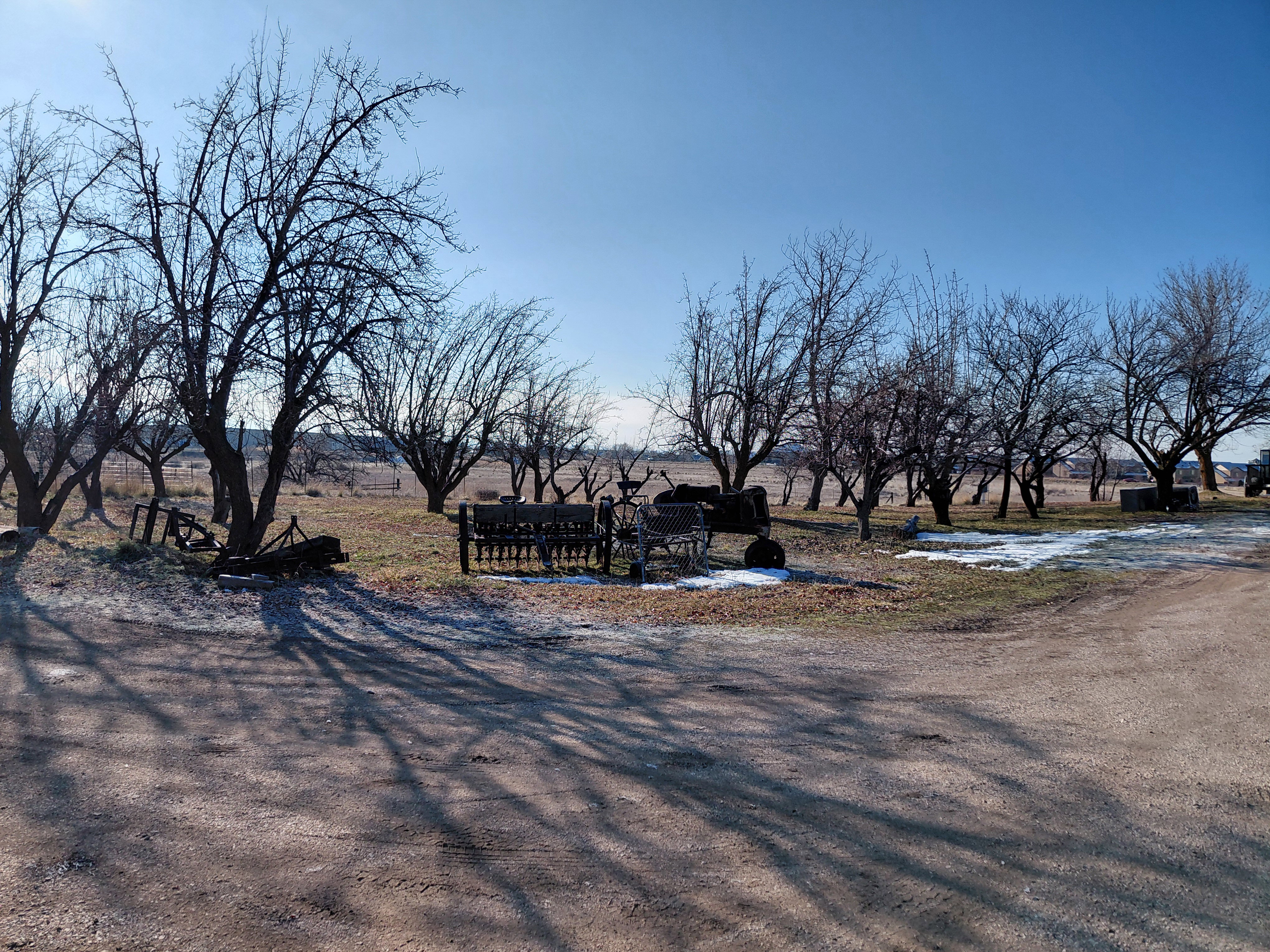 View of East yard and apple trees