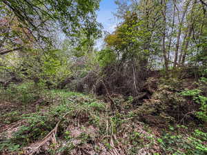 View of undeveloped land