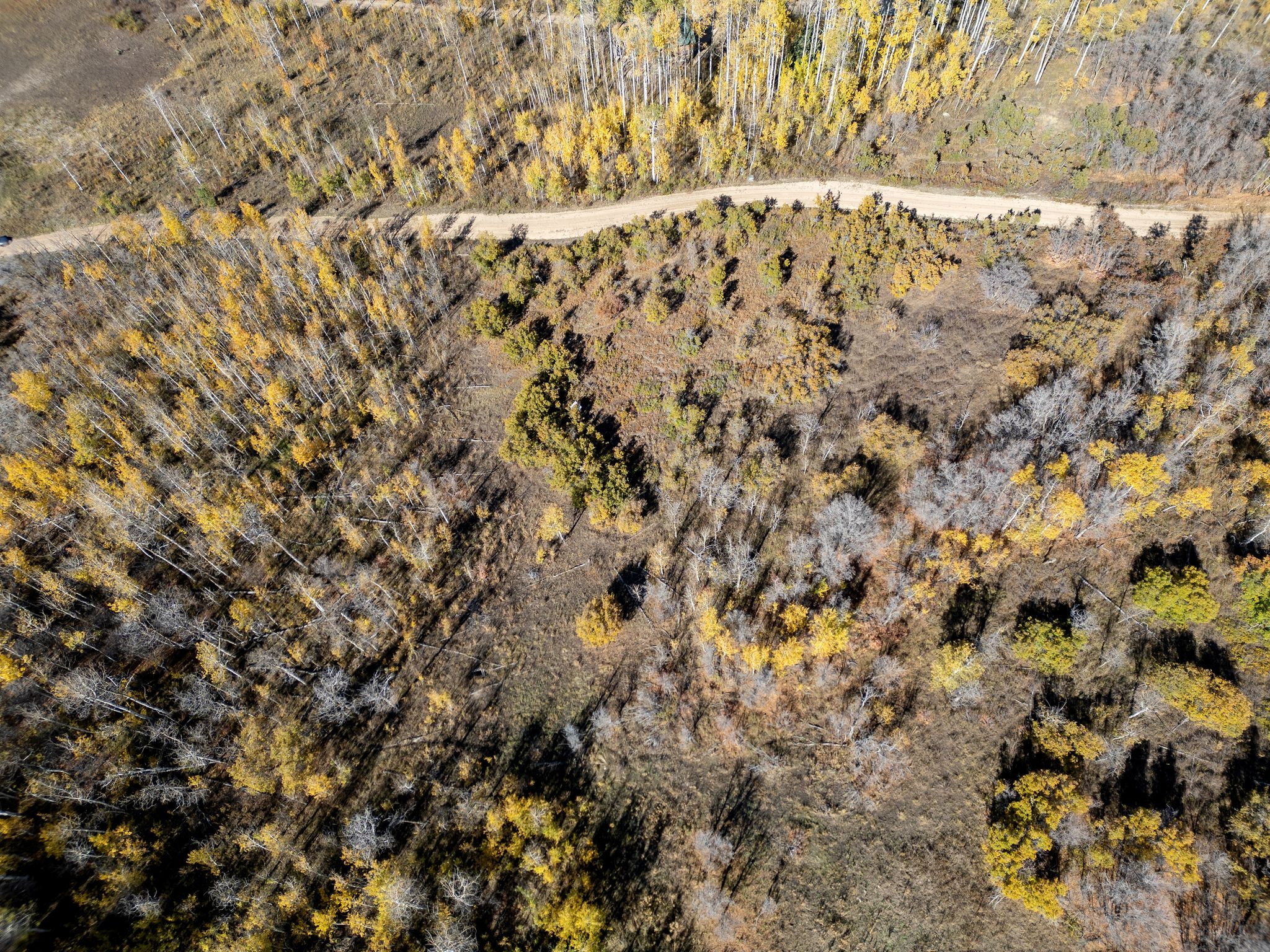 Drone / aerial view of a forest