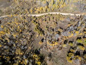 Drone / aerial view of a forest